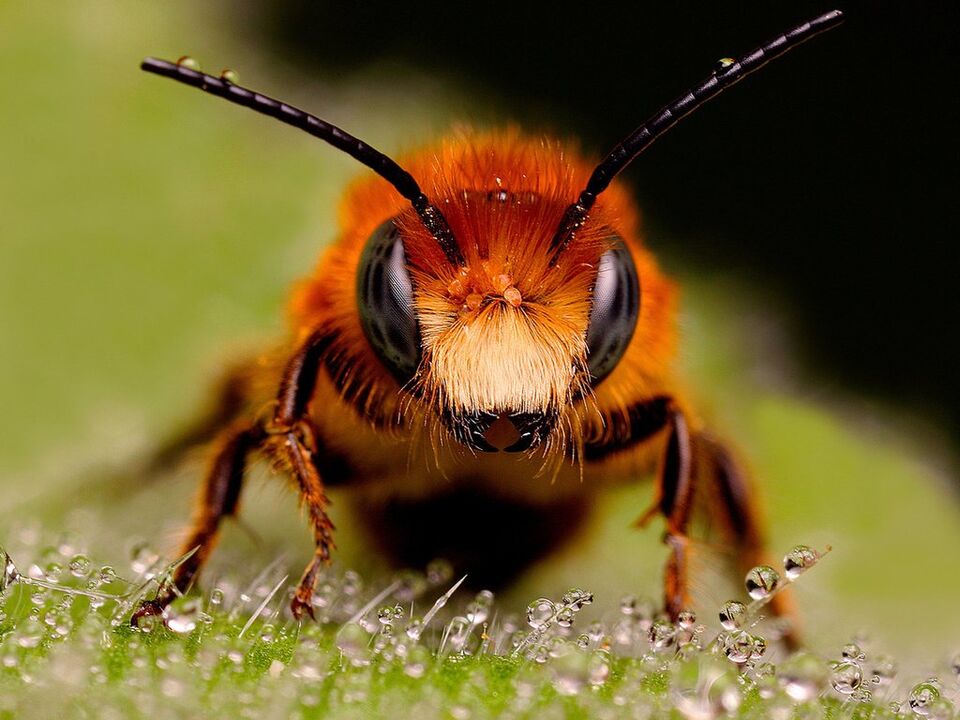 Abelha e veneno de abelha com osteocondrose cervical